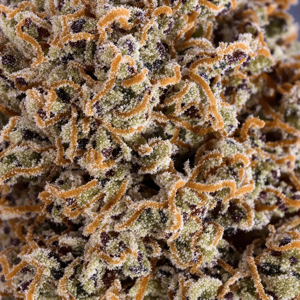 Pakistani Chitral Kush cannabis bud close-up showing dense purple-tinged calyxes