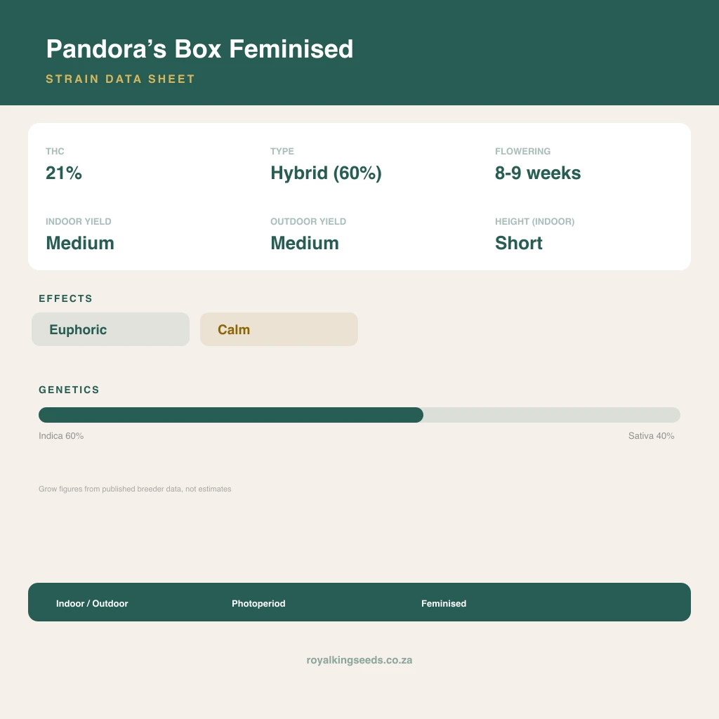 Pandora’s Box 60% indica / 40% sativa flower with visible trichomes