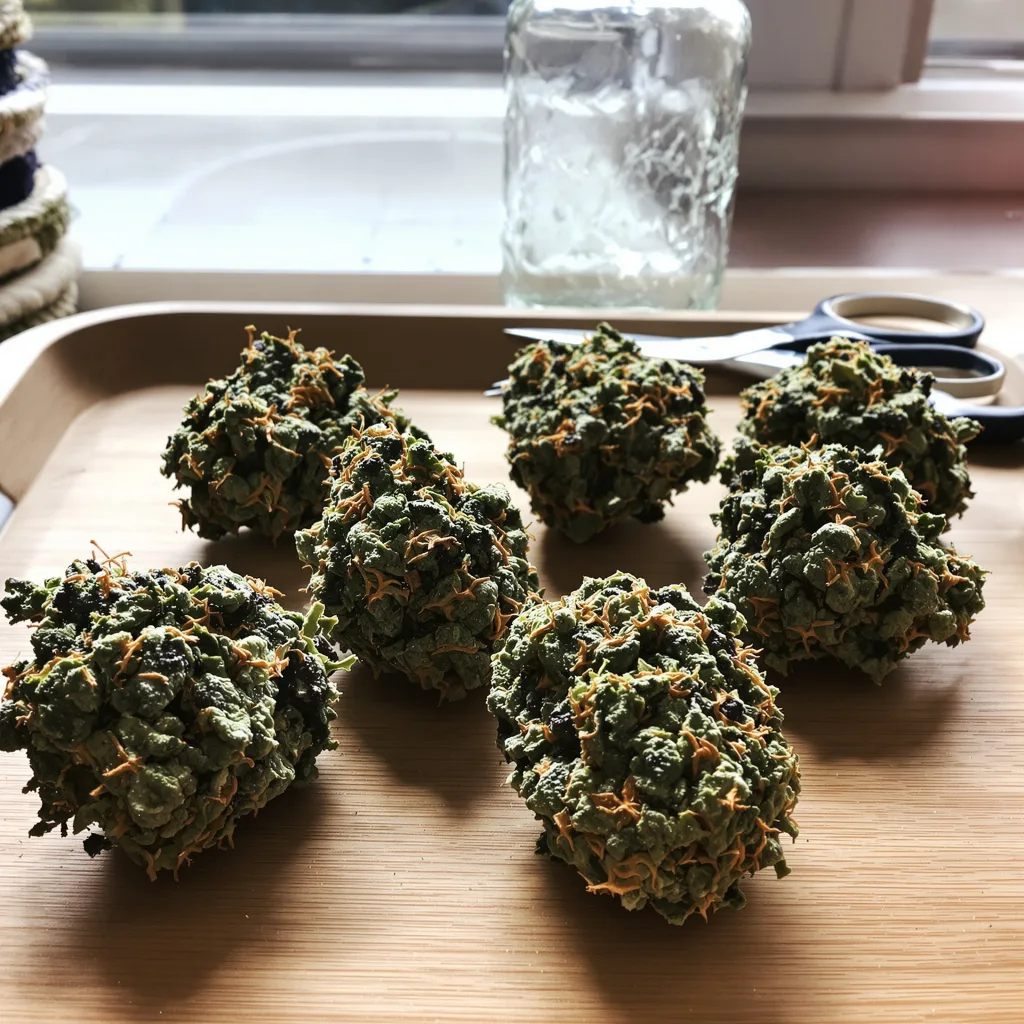 Paris XXX 85% indica / 15% sativa flower with visible trichomes