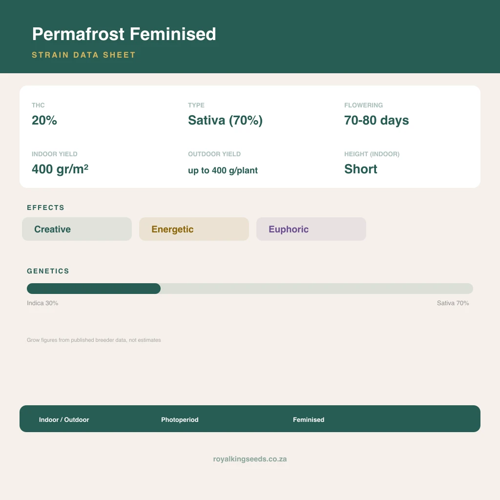 Permafrost 30% indica / 70% sativa flower with visible trichomes