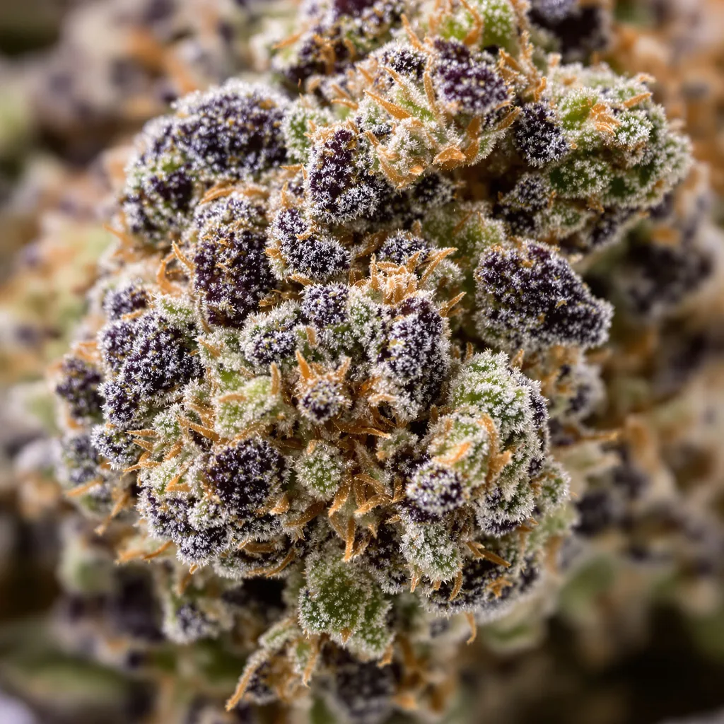 Petrolia Headstash cannabis bud close-up showing dense purple-tinged calyxes