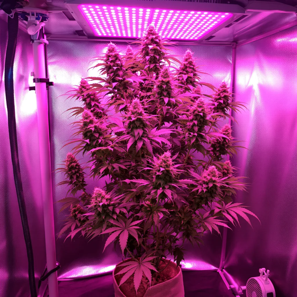 Phantom Cookies cannabis plant in flowering stage — Medium (150-245 cm) feminised