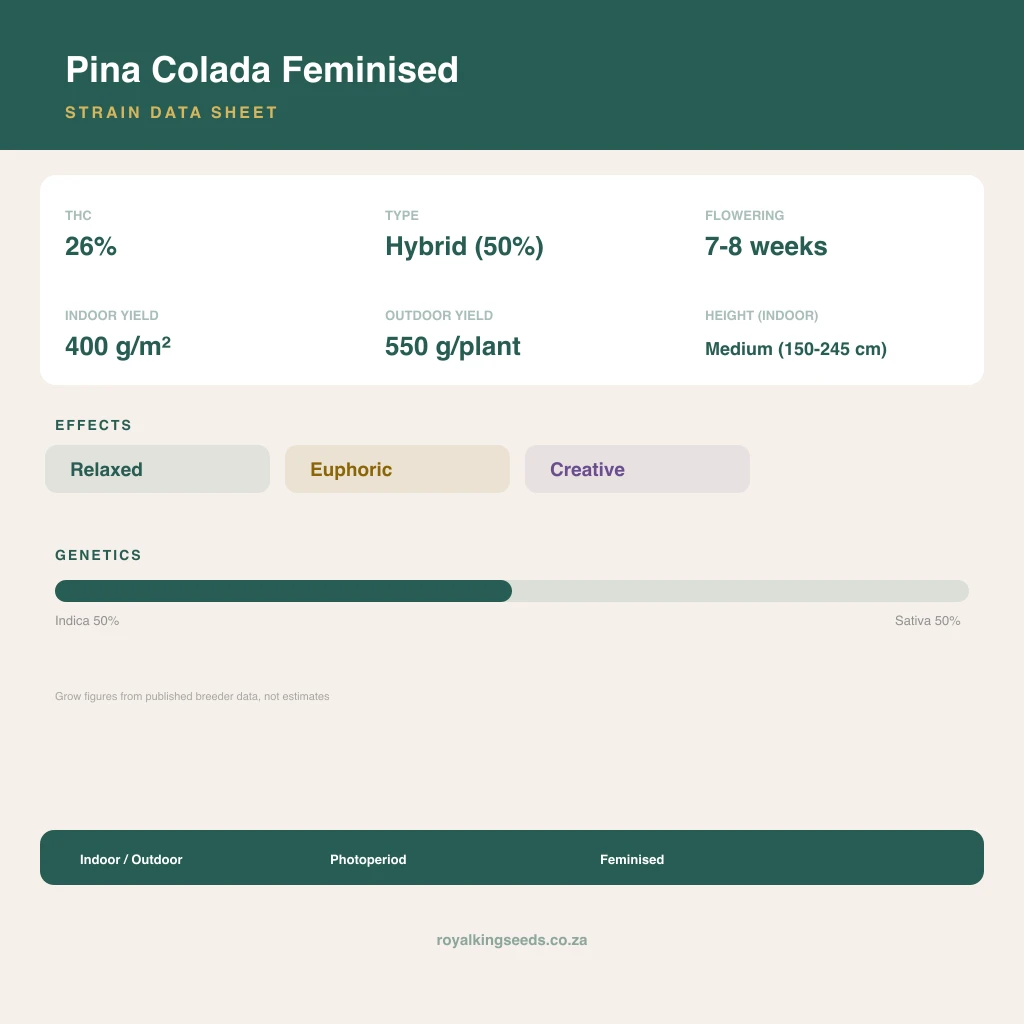 Pina Colada 50% indica / 50% sativa flower with visible trichomes