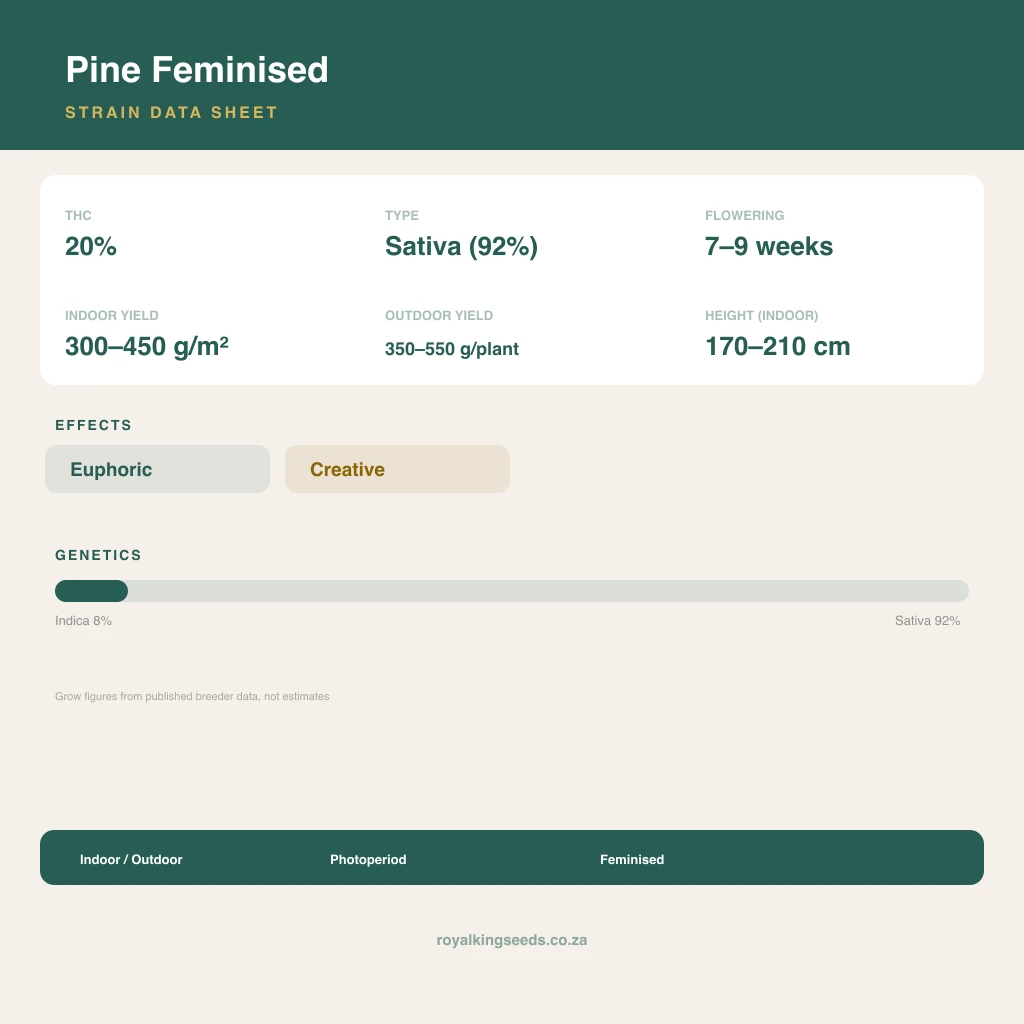 Pine 8% indica / 92% sativa flower with visible trichomes