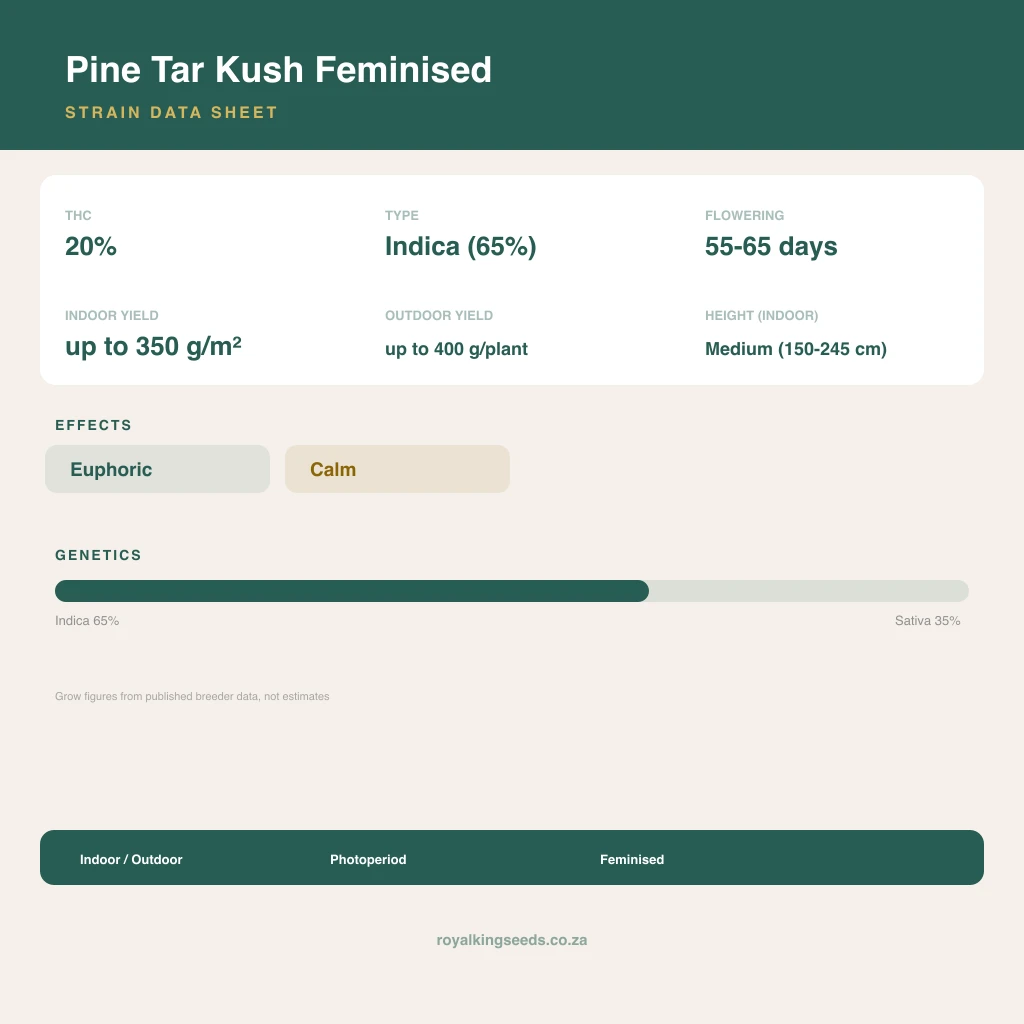 Pine Tar Kush 65% indica / 35% sativa flower with visible trichomes