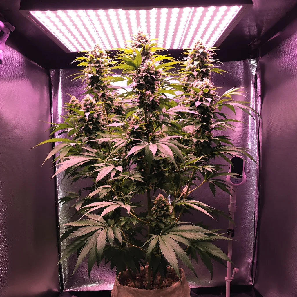 Pineapple Trainwreck cannabis plant in flowering stage — Short feminised