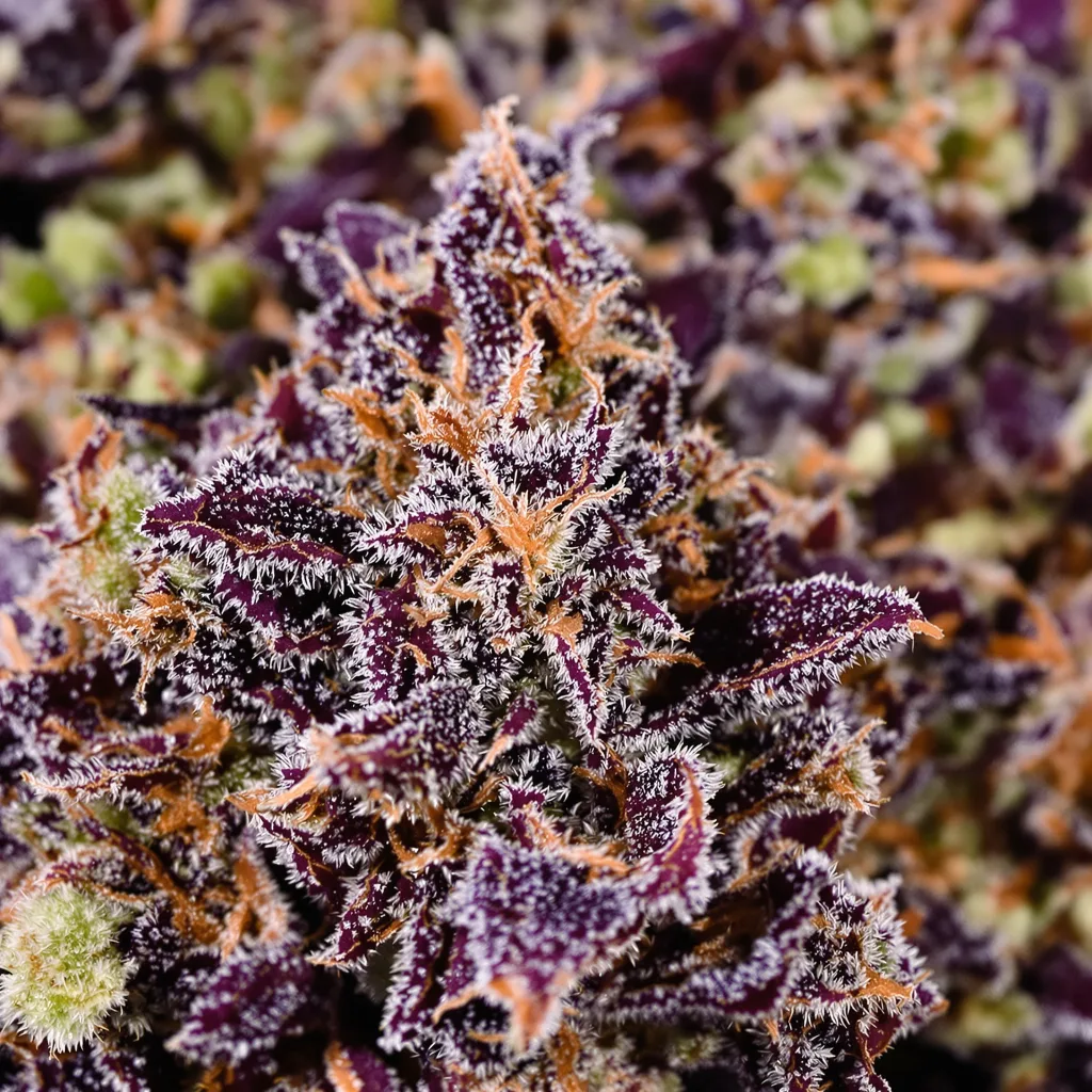 Pink Death Star cannabis bud close-up showing dense purple-tinged calyxes