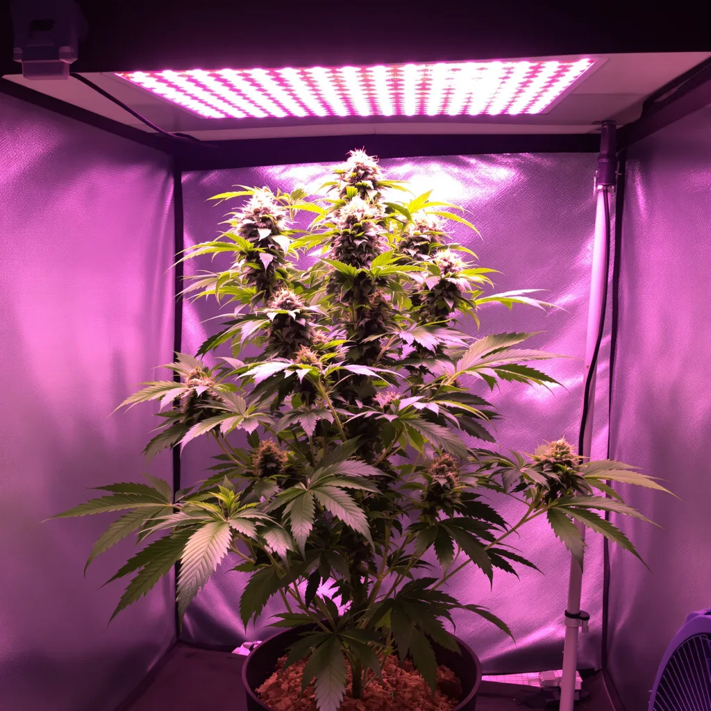 Pink Panther cannabis plant in flowering stage — Medium (150-245 cm) feminised