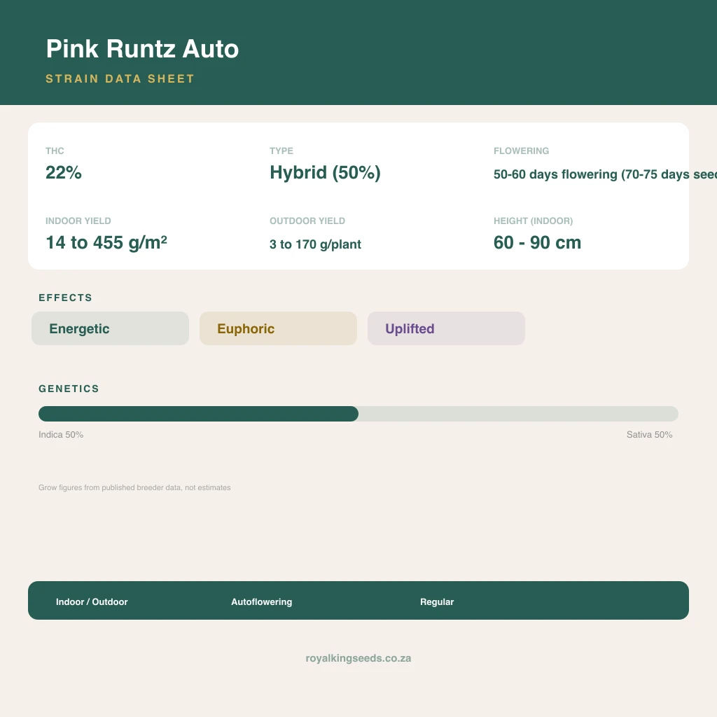 Pink Runtz 50% indica / 50% sativa flower with visible trichomes