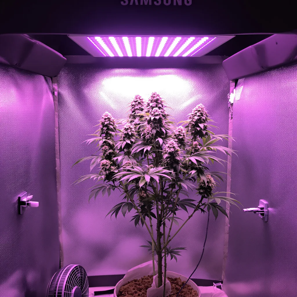 Pop Rox cannabis plant in flowering stage — 170–210 cm feminised