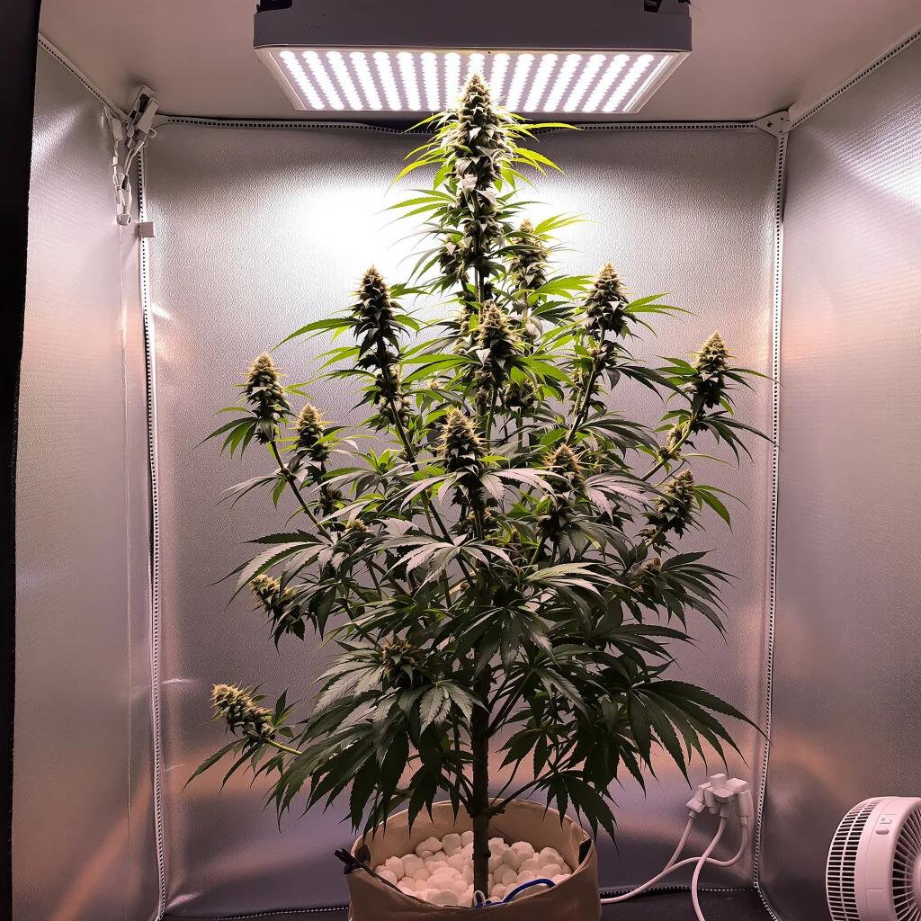 Project Blue Book cannabis plant in flowering stage — Medium (150-245 cm) feminised