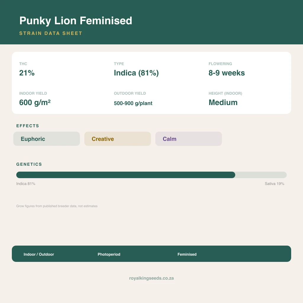 Punky Lion 81% indica / 19% sativa flower with visible trichomes