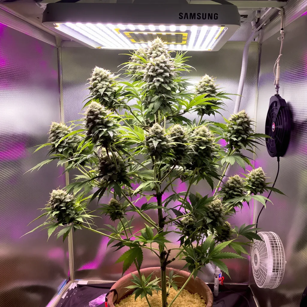 Pure Love cannabis plant in flowering stage — 80–120 cm autoflower