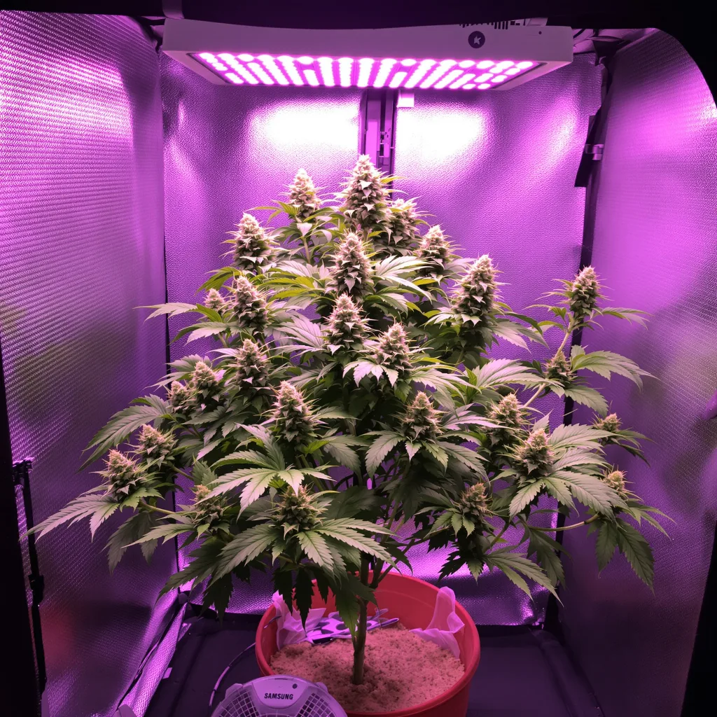 Purple 43 cannabis plant in flowering stage — Small (0-120 cm) feminised