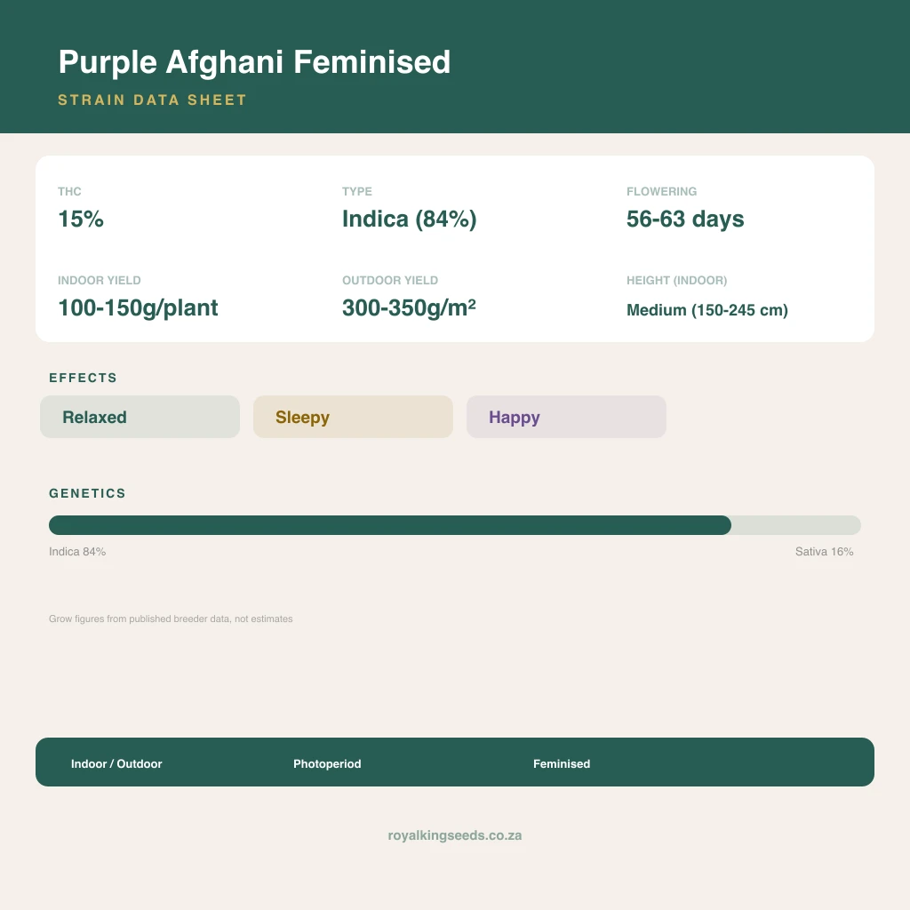 Purple Afghani 84% indica / 16% sativa flower with visible trichomes