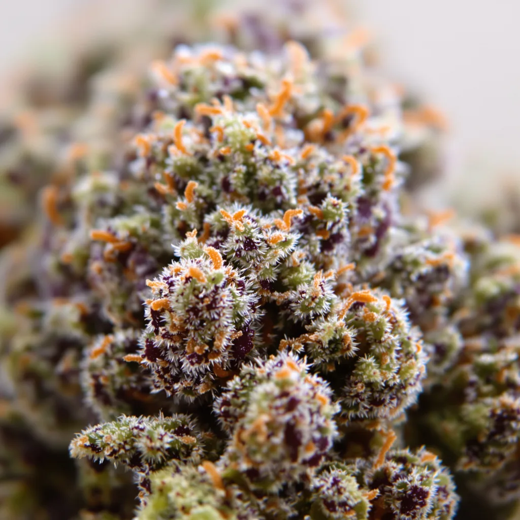 Purple Afghani cannabis bud close-up showing dense purple-tinged calyxes