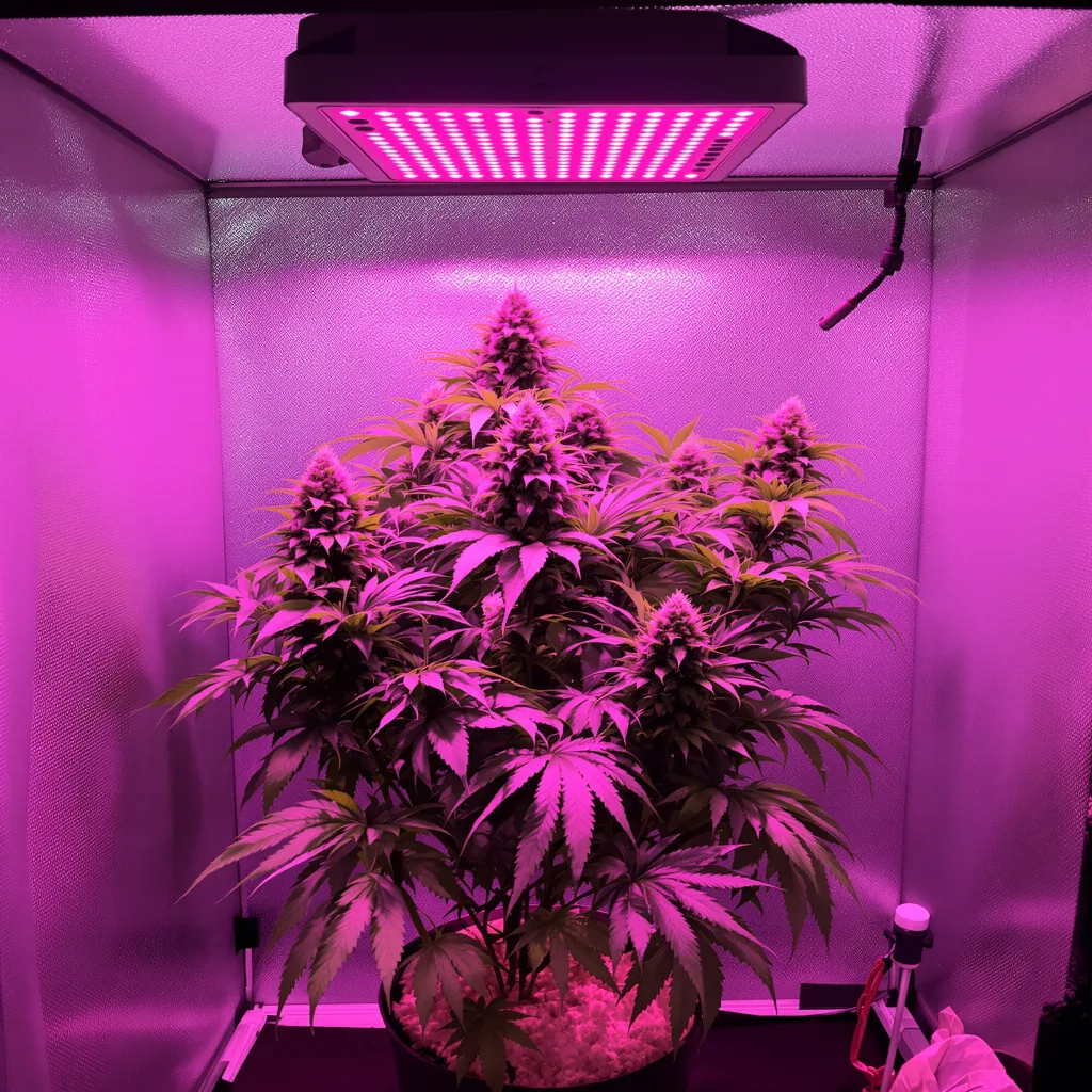 Purple Berry cannabis plant in flowering stage — Small (0-120 cm) feminised