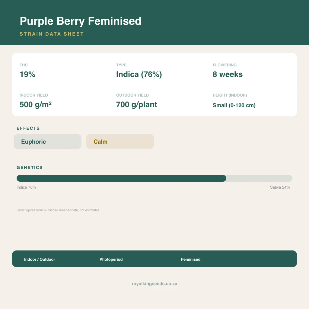 Purple Berry 76% indica / 24% sativa flower with visible trichomes
