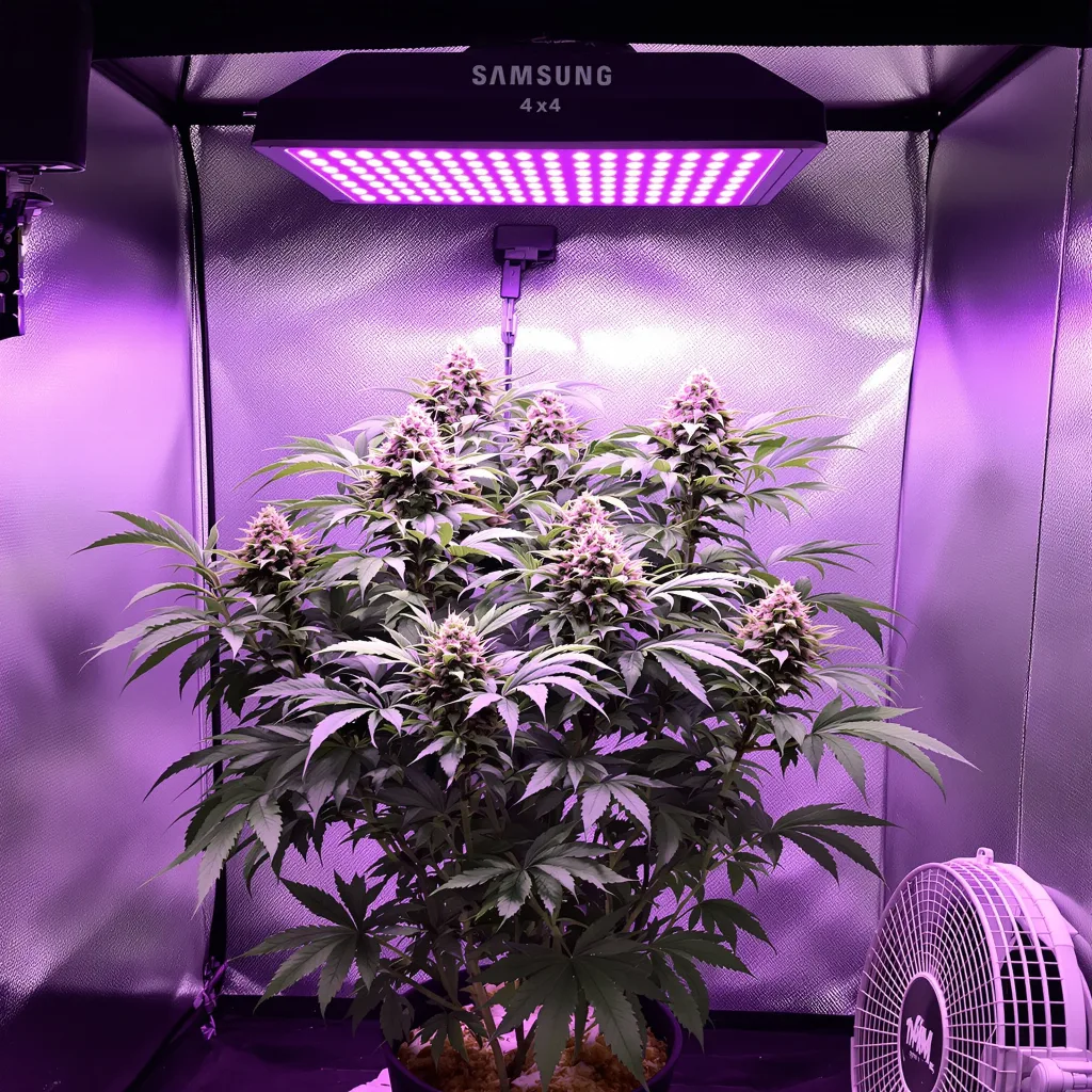 Purple Bubba cannabis plant in flowering stage — Medium (150-245 cm) feminised
