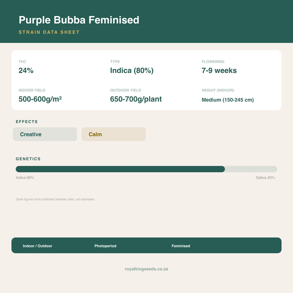 Purple Bubba 80% indica / 20% sativa flower with visible trichomes