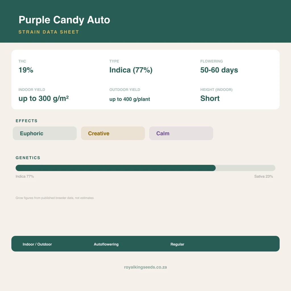 Purple Candy 77% indica / 23% sativa flower with visible trichomes