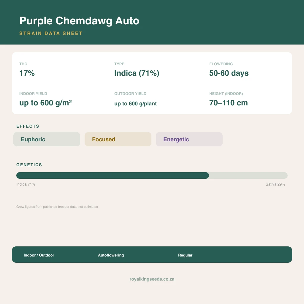 Purple Chemdawg 71% indica / 29% sativa flower with visible trichomes