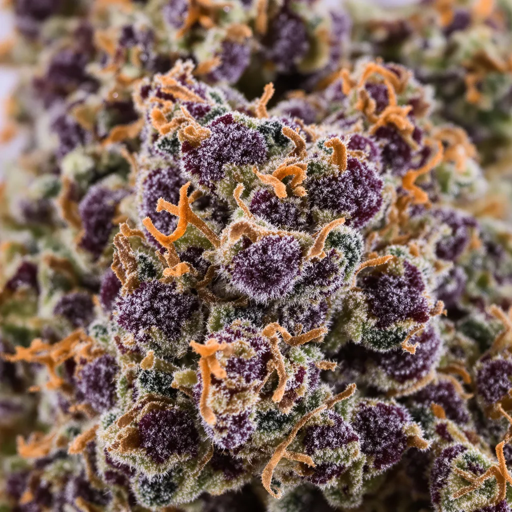 Purple Chemdawg cannabis bud close-up showing dense purple-tinged calyxes