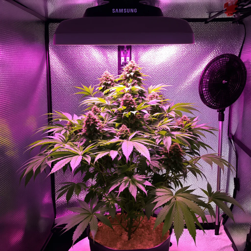 Purple Cotton Candy cannabis plant in flowering stage — 70–110 cm autoflower