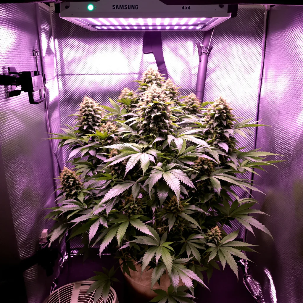 Purple Cotton Candy cannabis plant in flowering stage — 160–200 cm feminised