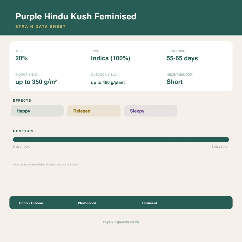 Purple Hindu Kush 67% indica / 33% sativa flower with visible trichomes