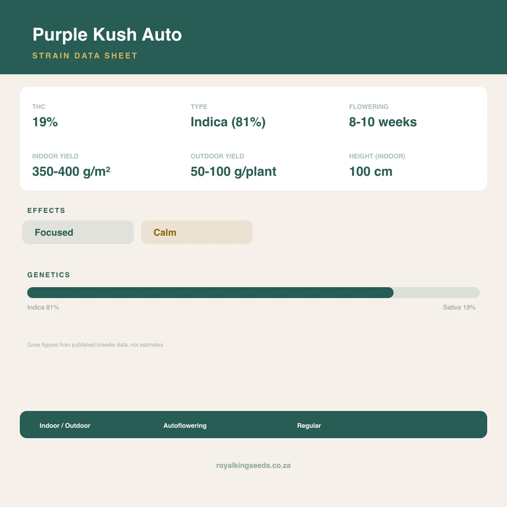 Purple Kush 81% indica / 19% sativa flower with visible trichomes
