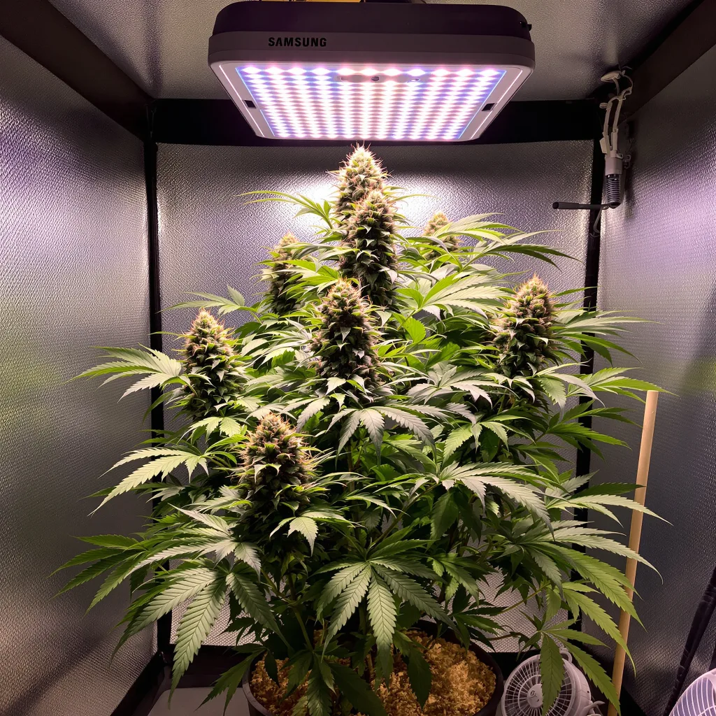 Purple Kush cannabis plant in flowering stage — Medium feminised