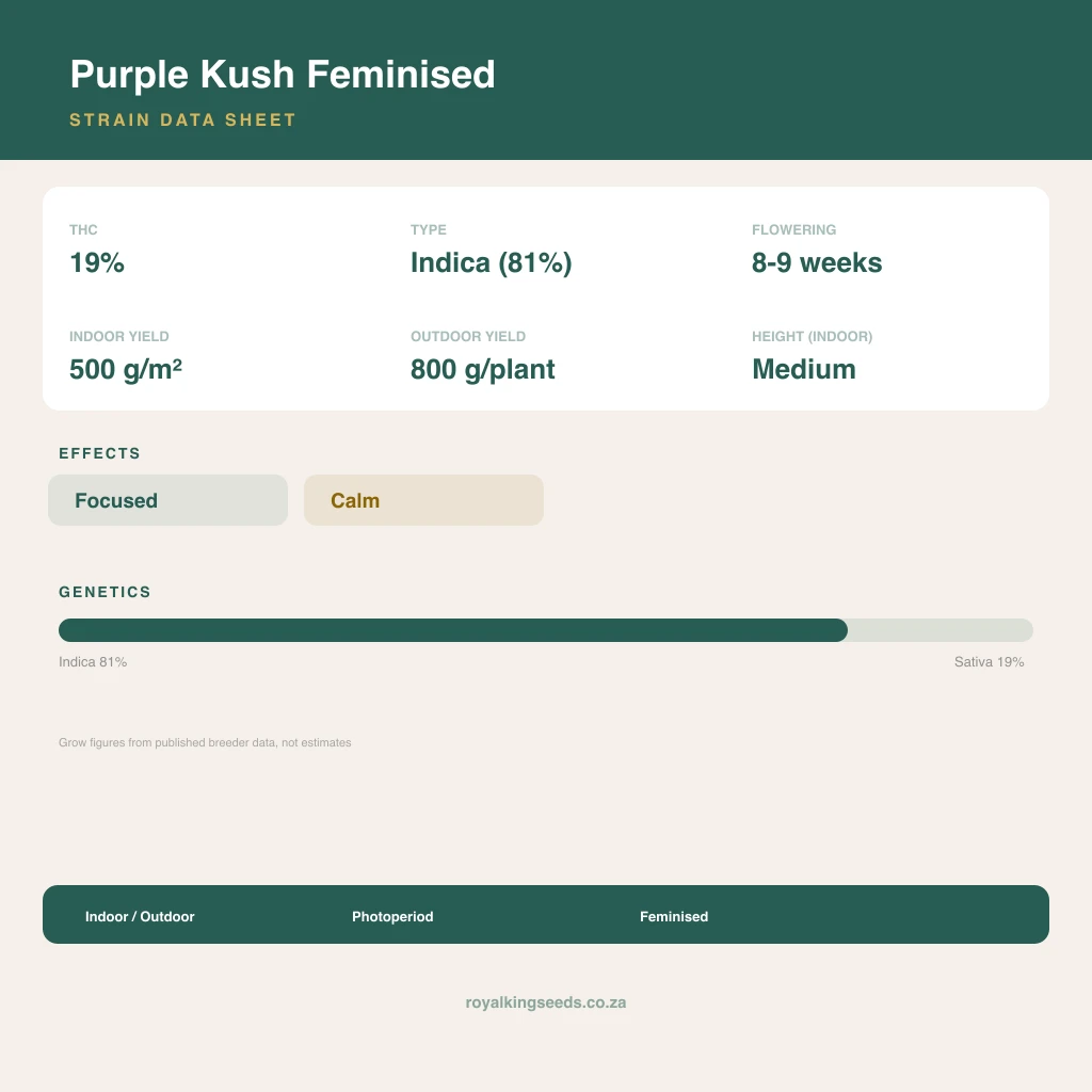 Purple Kush 81% indica / 19% sativa flower with visible trichomes
