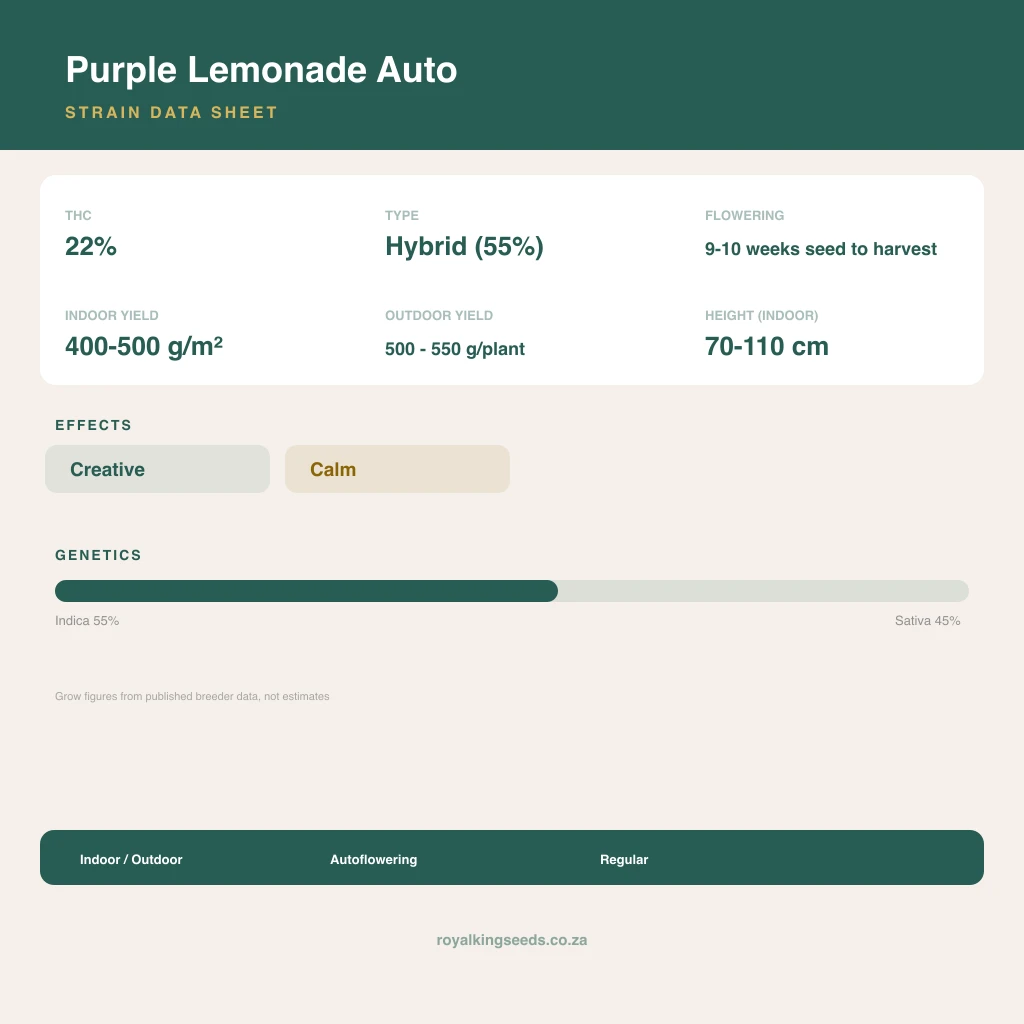 Purple Lemonade 55% indica / 45% sativa flower with visible trichomes