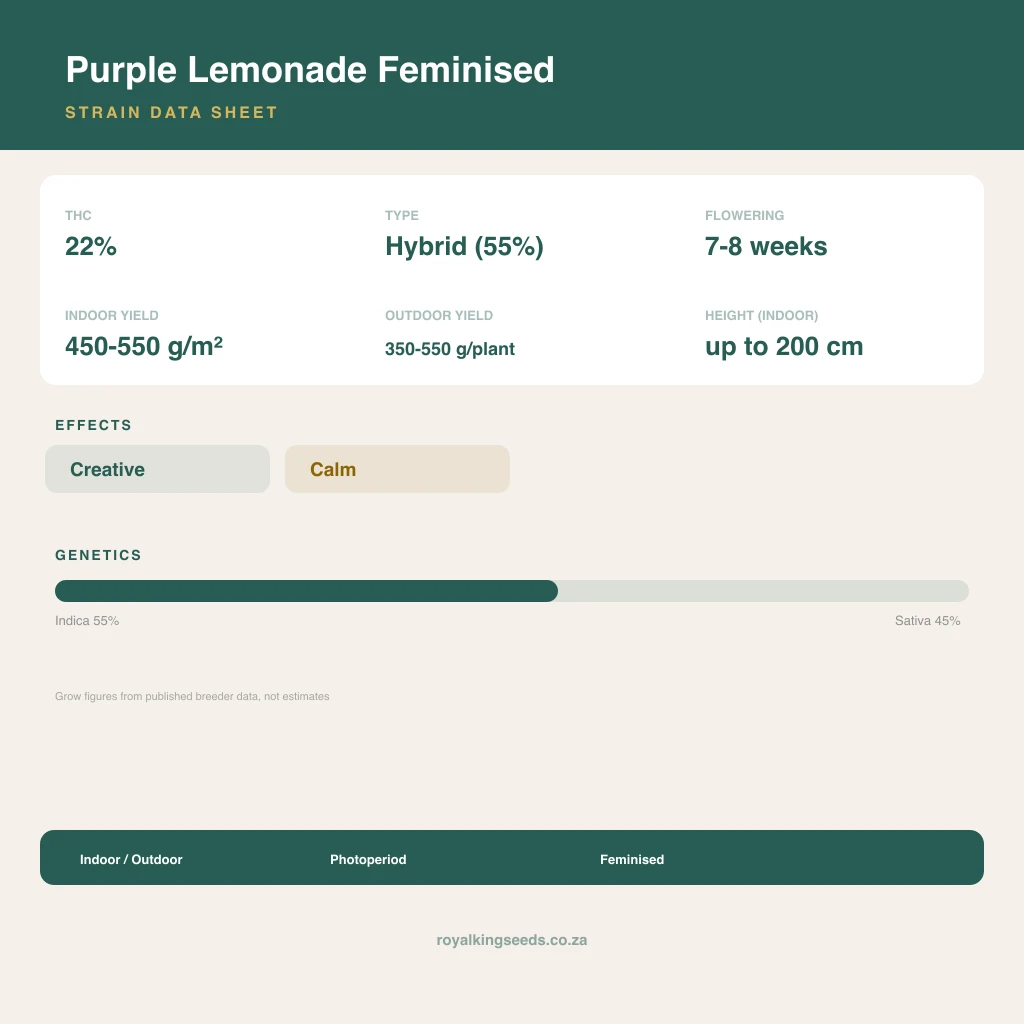 Purple Lemonade 55% indica / 45% sativa flower with visible trichomes