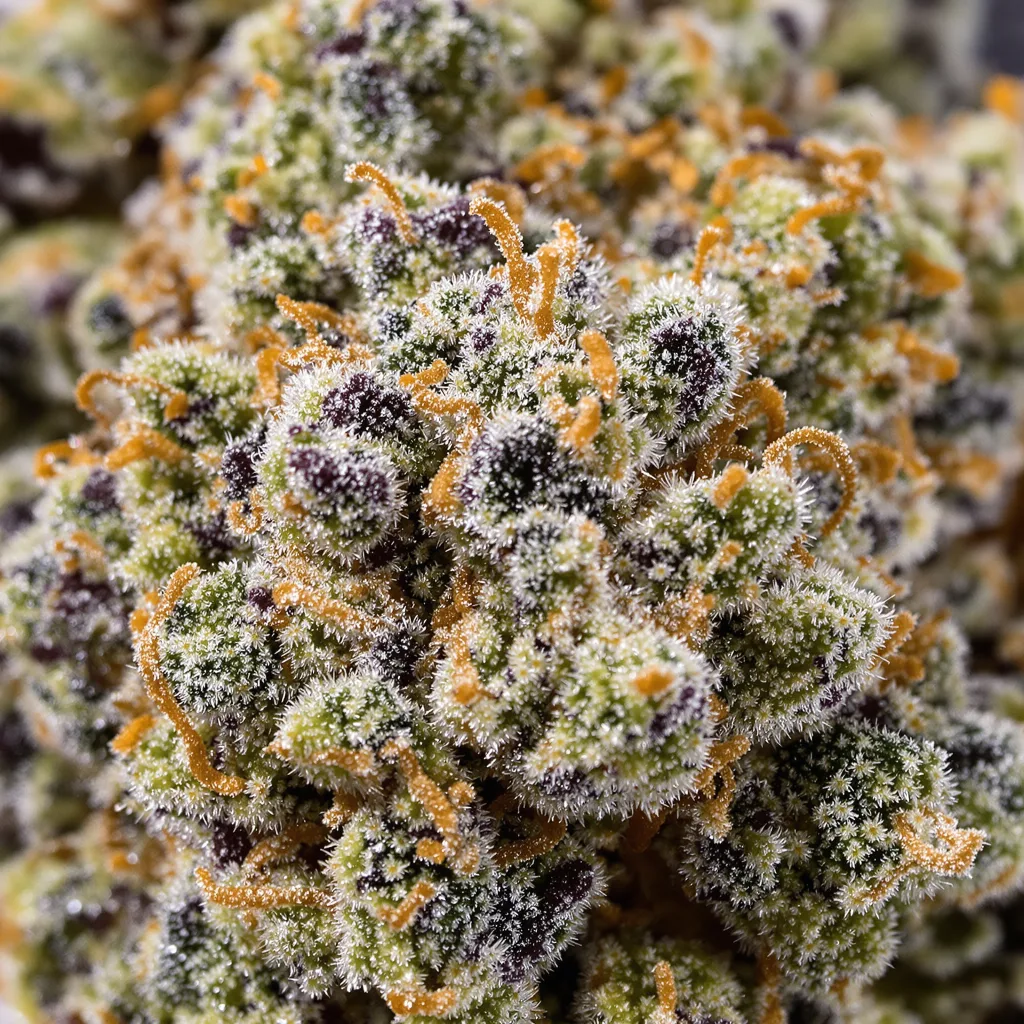 Purple Lemonade cannabis bud close-up showing balanced bud structure with frosted trichomes