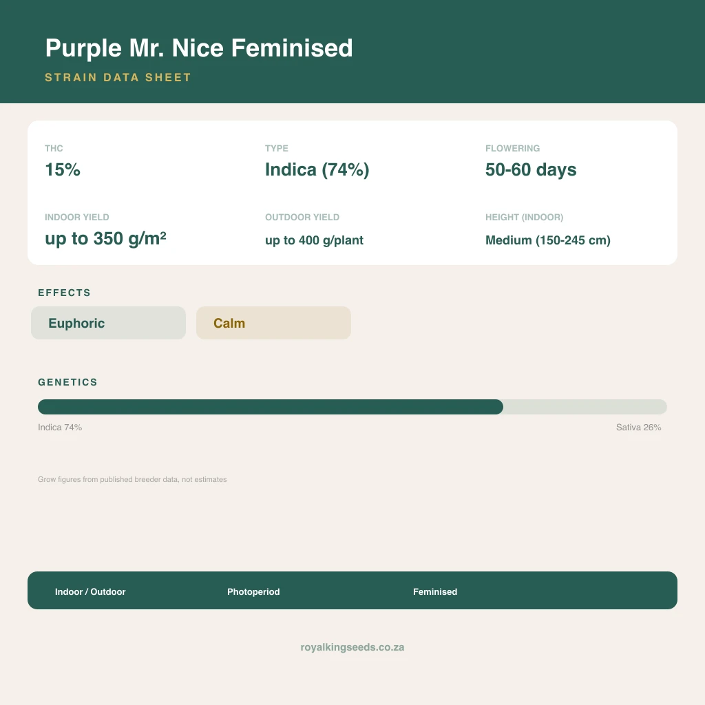 Purple Mr. Nice 74% indica / 26% sativa flower with visible trichomes