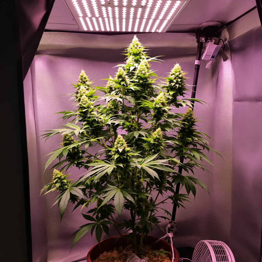 Purple Nepal Candy cannabis plant in flowering stage — 100–140 cm autoflower