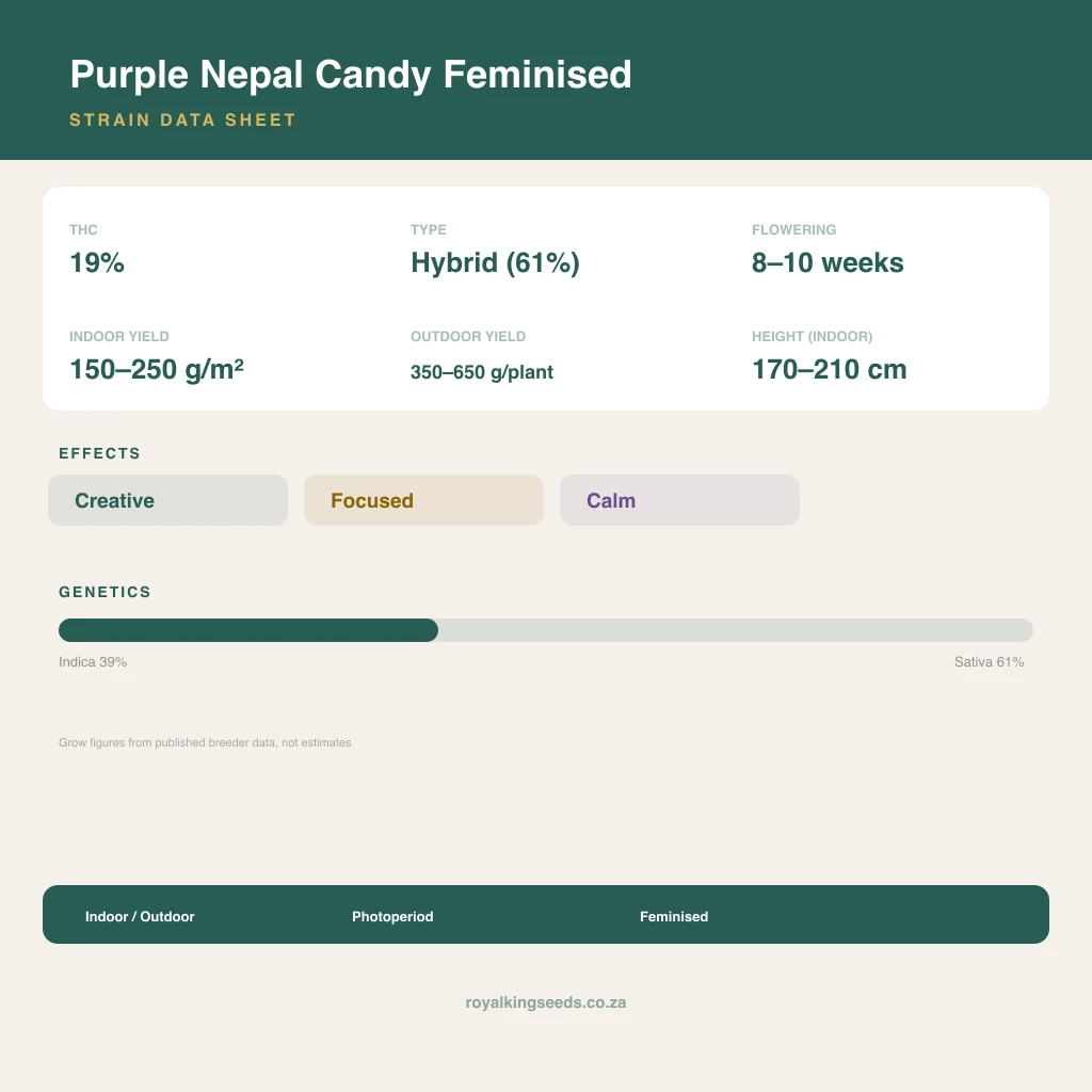 Purple Nepal Candy 39% indica / 61% sativa flower with visible trichomes