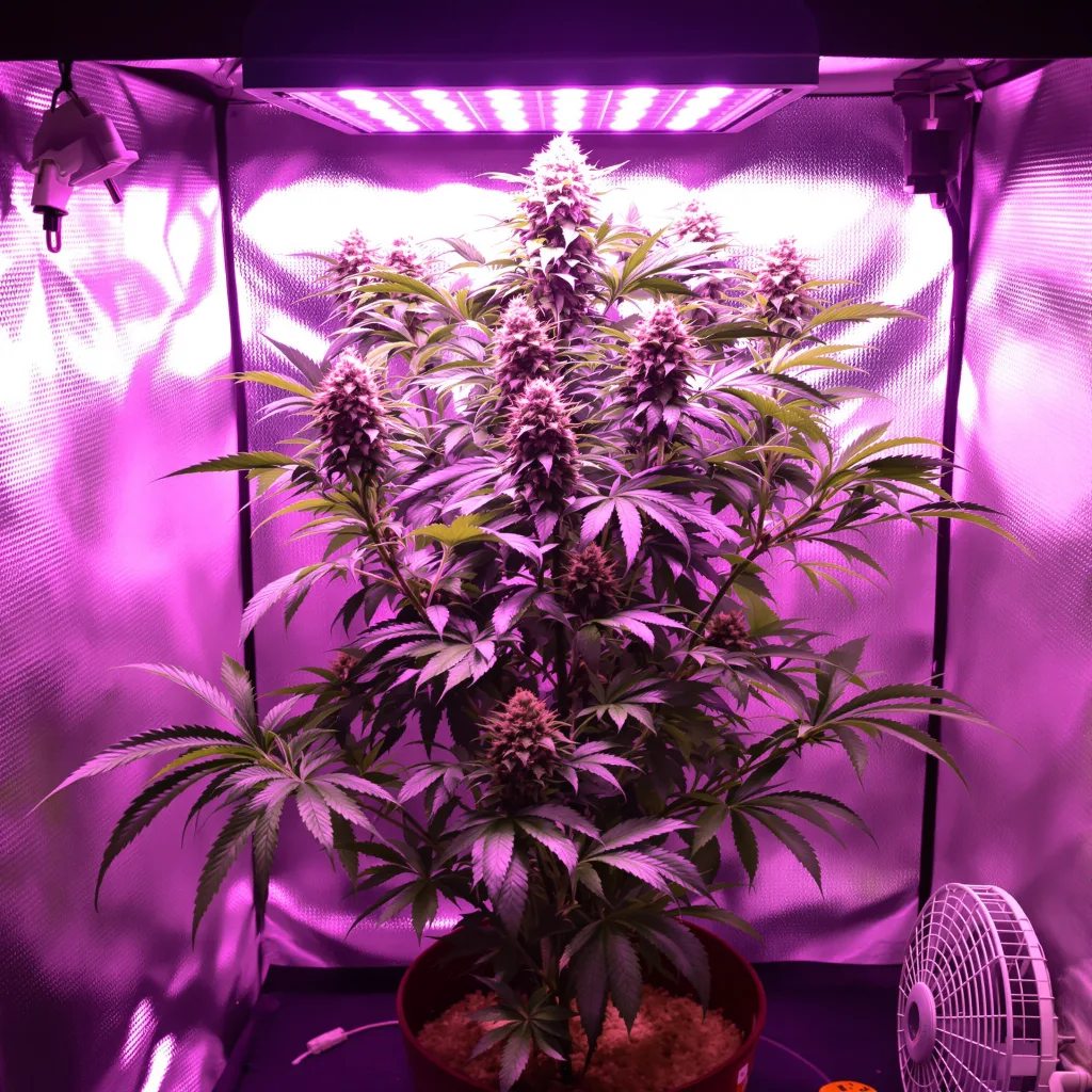Purple Nepal cannabis plant in flowering stage — Short feminised