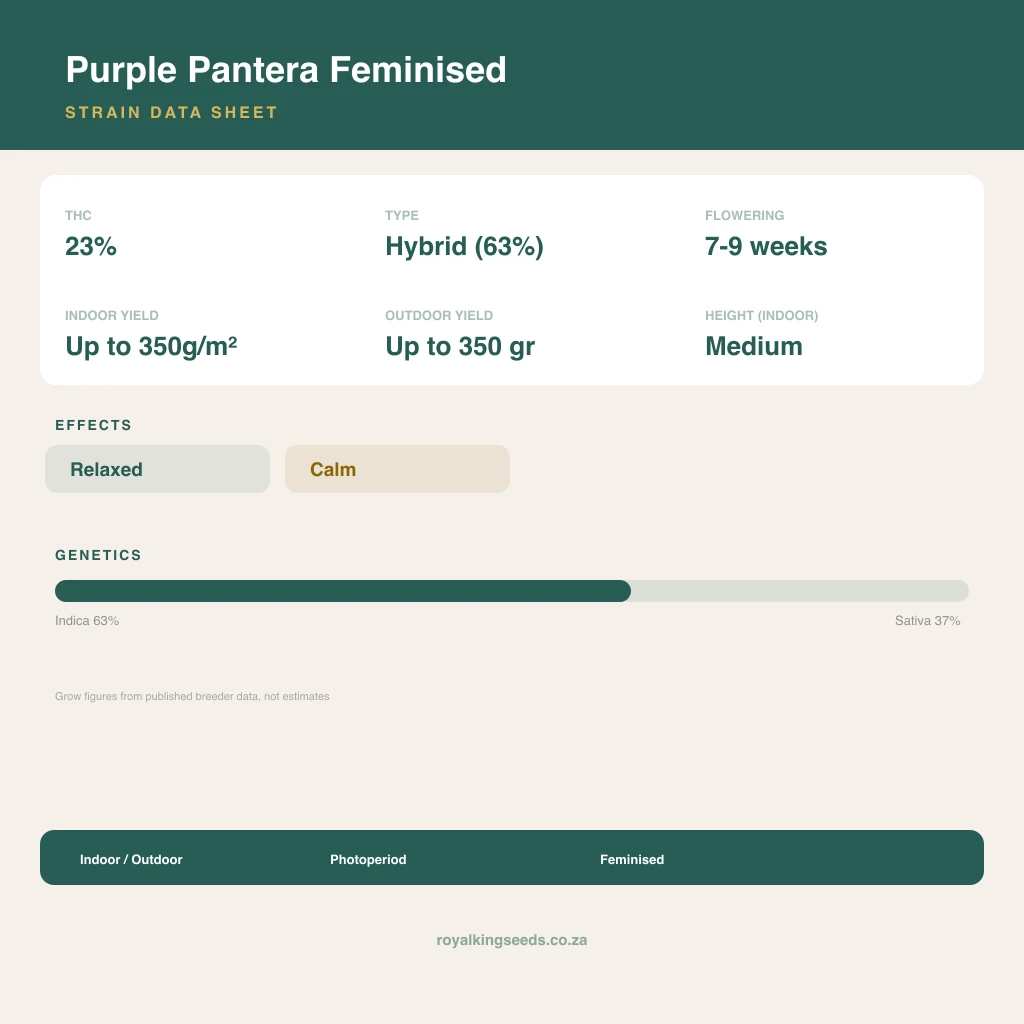 Purple Pantera 63% indica / 37% sativa flower with visible trichomes