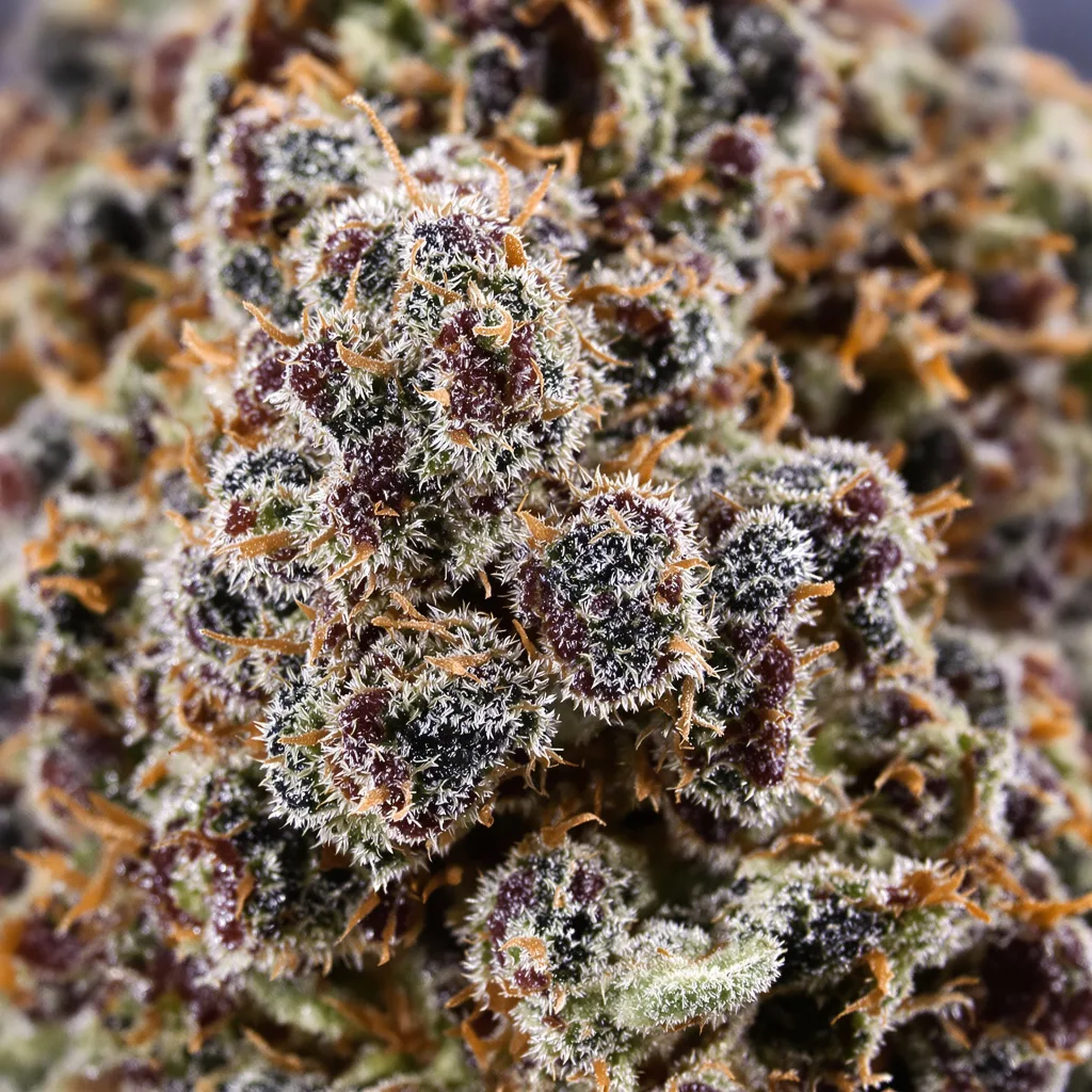 Purple People Eater cannabis bud close-up showing dense purple-tinged calyxes