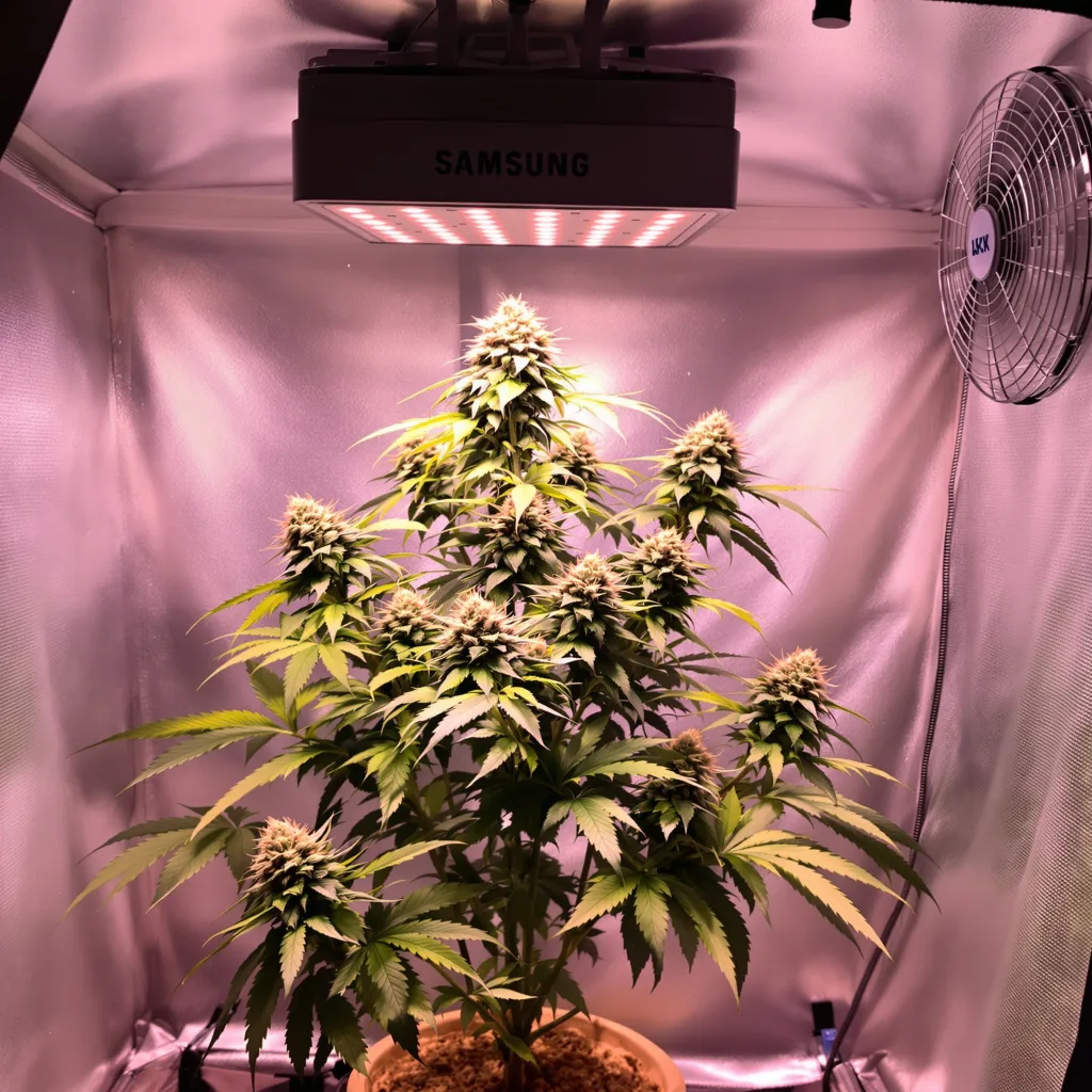 Purple Skunk cannabis plant in flowering stage — Tall autoflower
