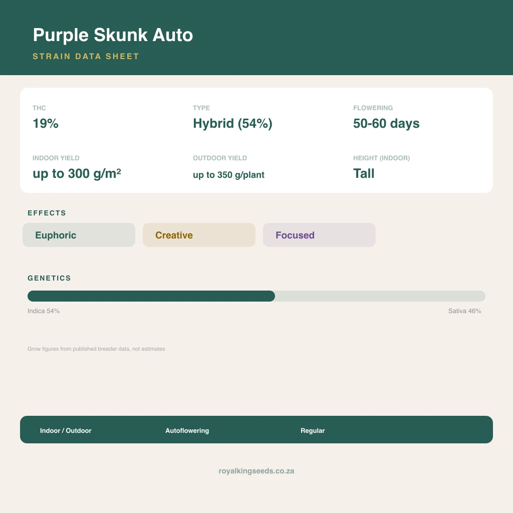 Purple Skunk 54% indica / 46% sativa flower with visible trichomes