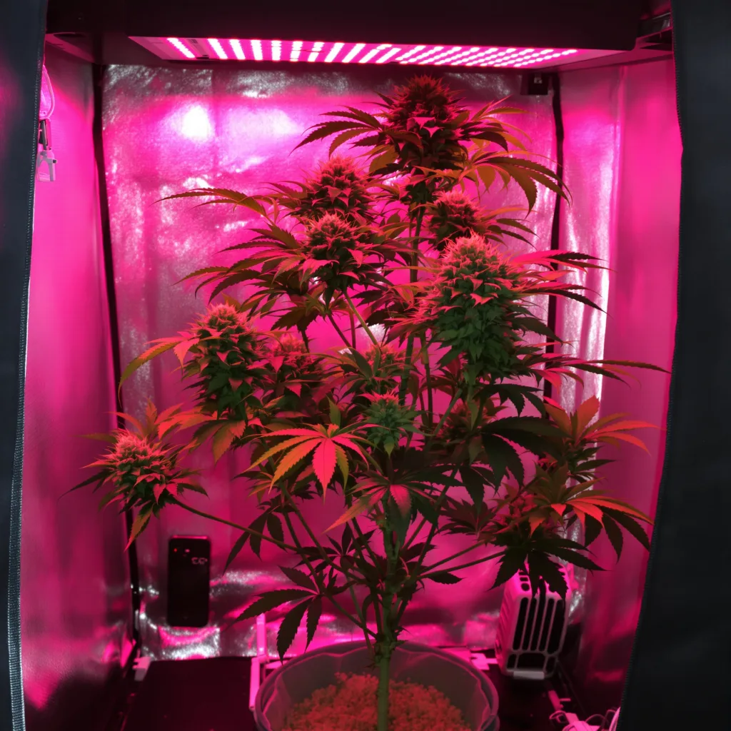 Purple Skunk cannabis plant in flowering stage — Medium feminised