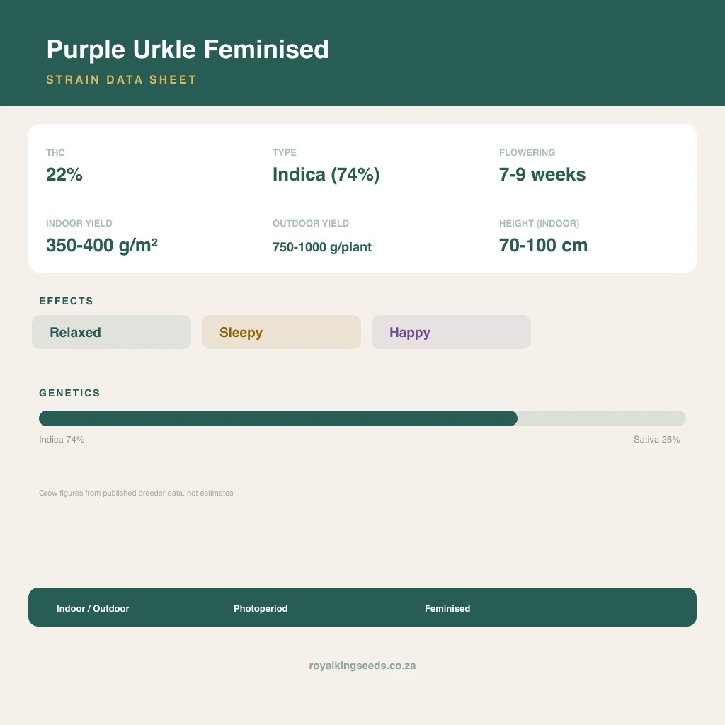 Purple Urkle 74% indica / 26% sativa flower with visible trichomes