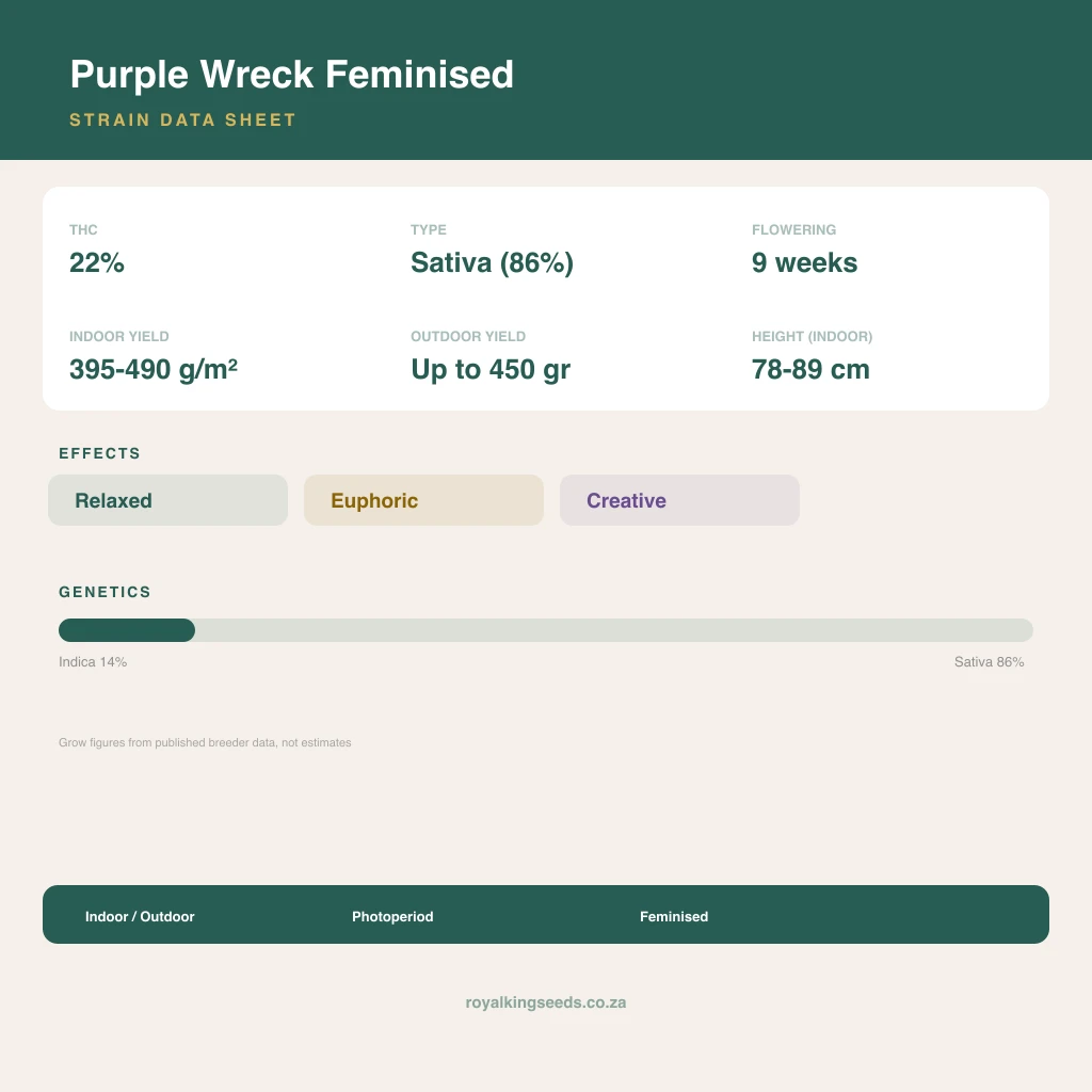Purple Wreck 14% indica / 86% sativa flower with visible trichomes