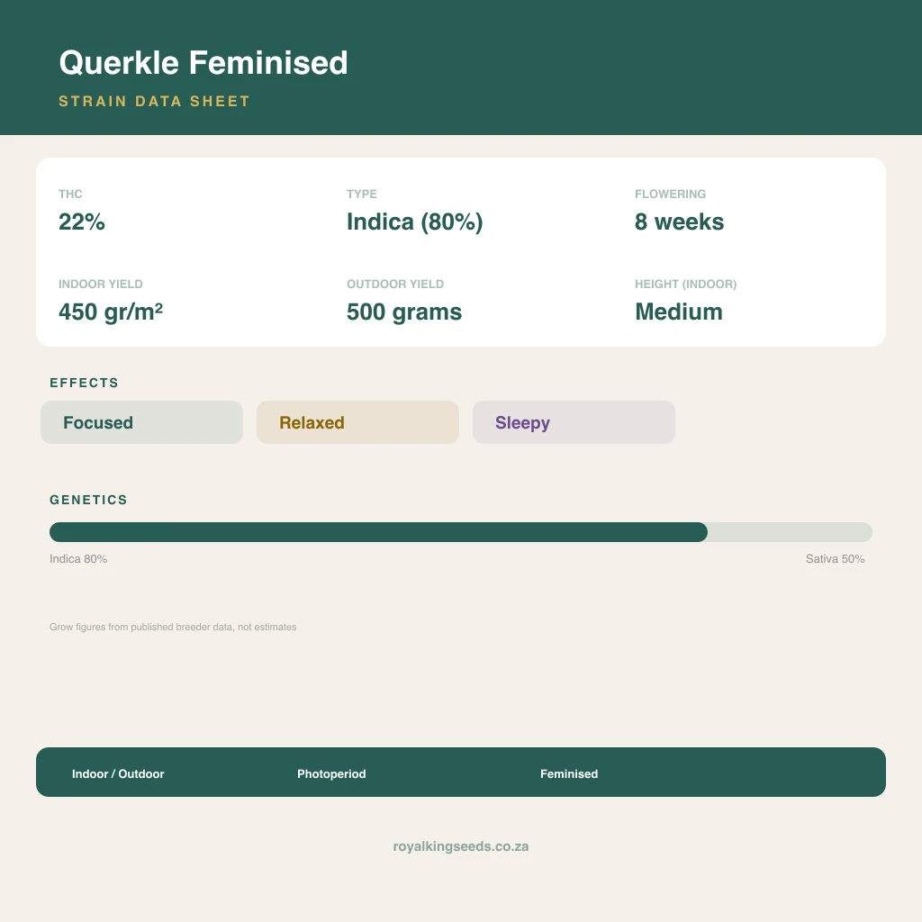 Querkle 62% indica / 38% sativa flower with visible trichomes