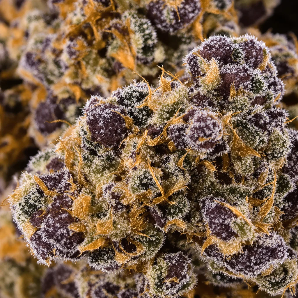 Quin-N-Tonic cannabis bud close-up showing dense purple-tinged calyxes