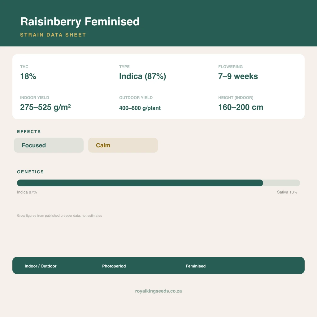 Raisinberry 87% indica / 13% sativa flower with visible trichomes